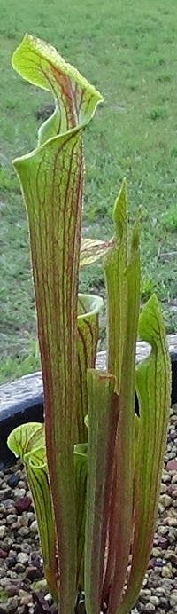 5-)SARRACENIA OREOPHILA VAR. ORNATA.JPG